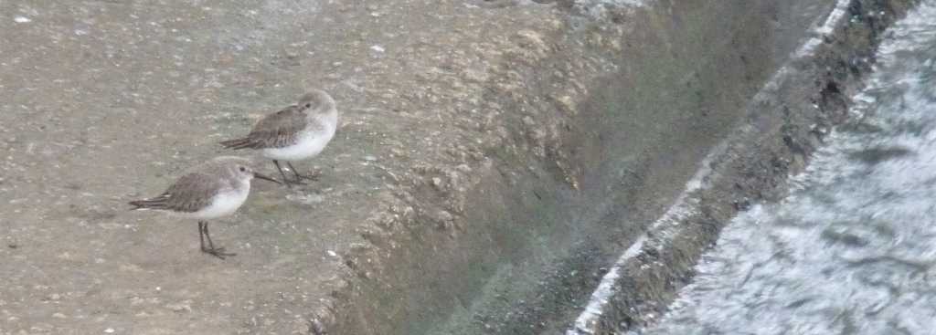 conferma id. piovanello pancianera